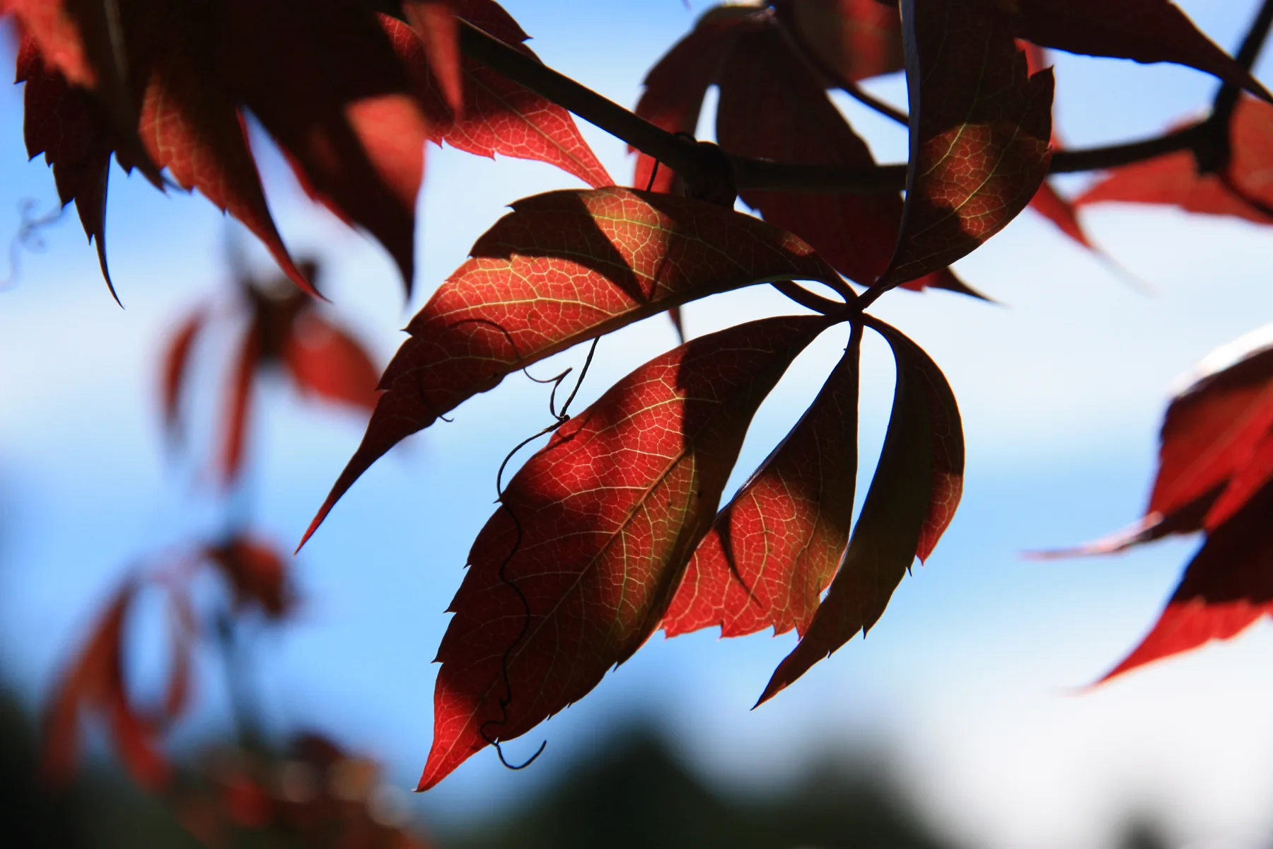 Rote Blätter im Gegenlicht