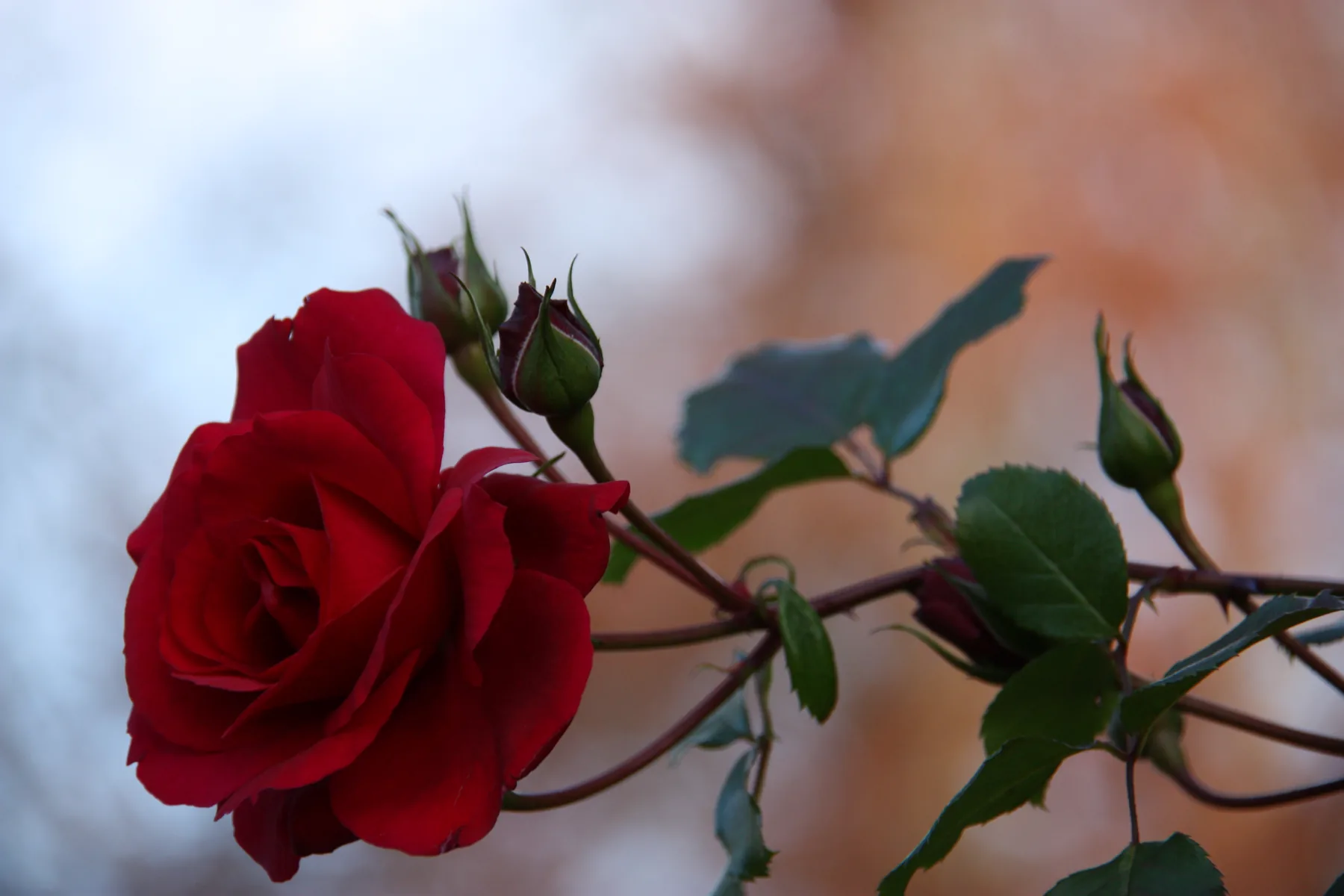 Rose in der Natur
